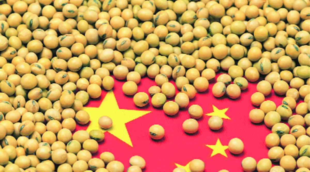 genetically modified soybean