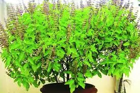 Consuming basil leaves has many health benefits