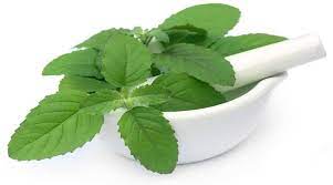 Consuming basil leaves has many health benefits