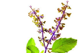 Consuming basil leaves has many health benefits