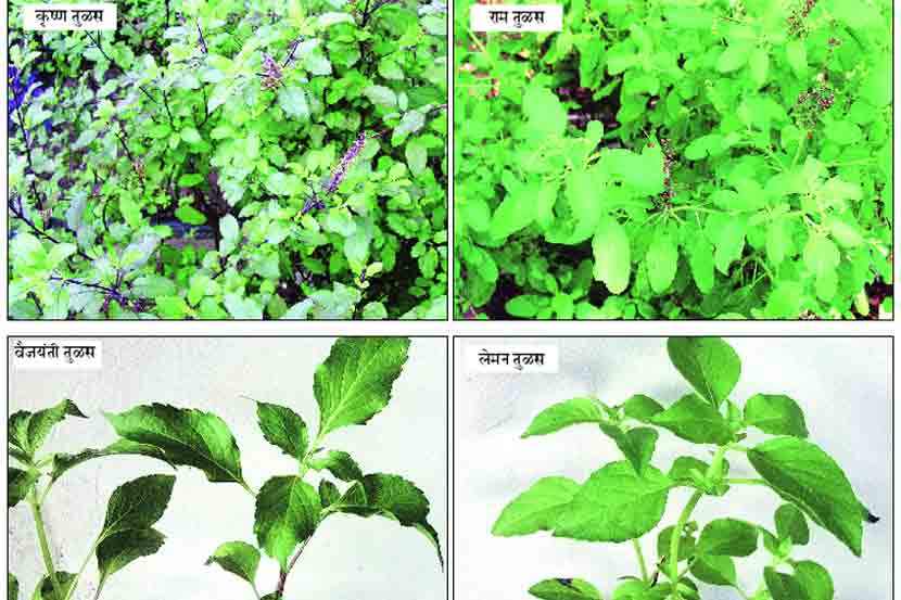 Consuming basil leaves has many health benefits