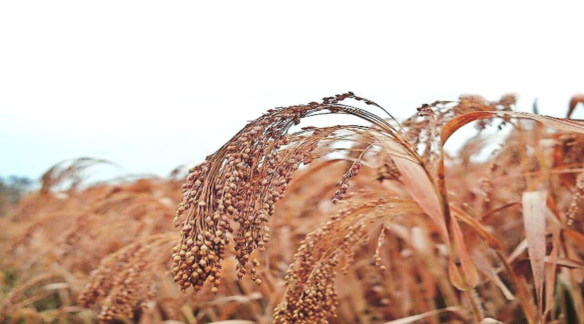 ऊर्जा व पोषण देणारी भरड धान्ये | Whole grains that provide energy and nutrition Millet coarse grains International Millet Year amy 95