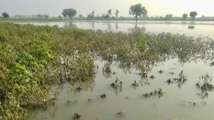 due to heavy rains in Vidarbha Kharif season in crisis