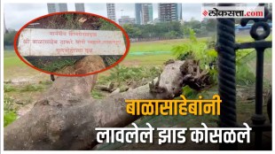 The tree planted by Balasaheb Thackeray collapsed