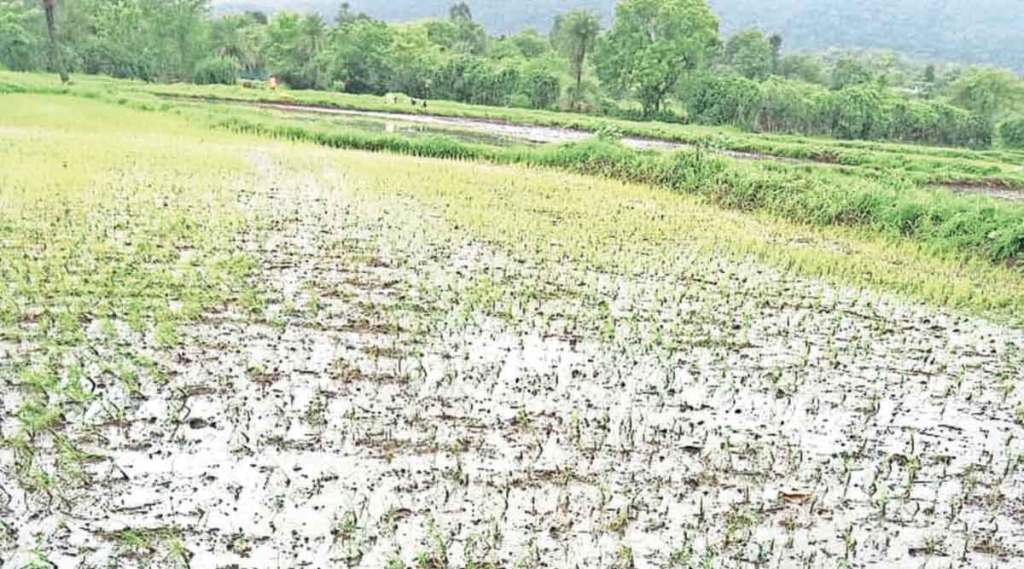 rain affected farmers in Maharashtra