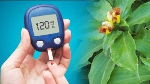 insulin plant for diabetes