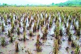 farmers affected due to heavy rains