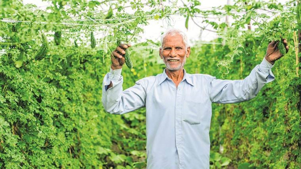 human urine for Agricultural use