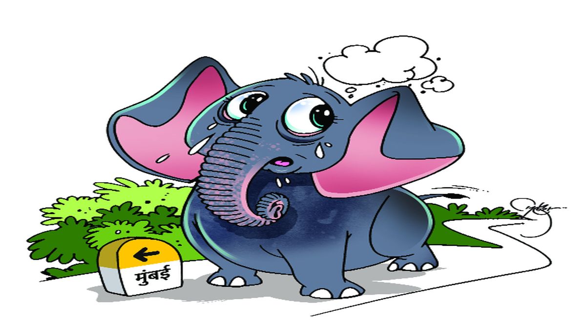 lk chotu elephant