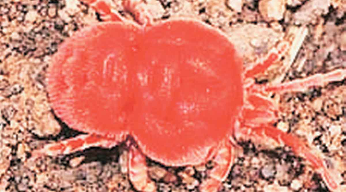 red velvet mites existence in threat