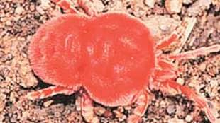 red velvet mites existence in threat