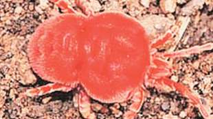 red velvet mites existence in threat