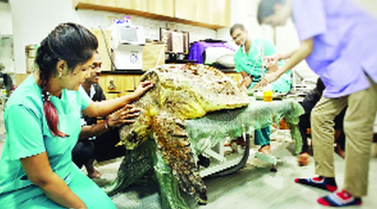 Rare 'Loggerhead' Tortoise