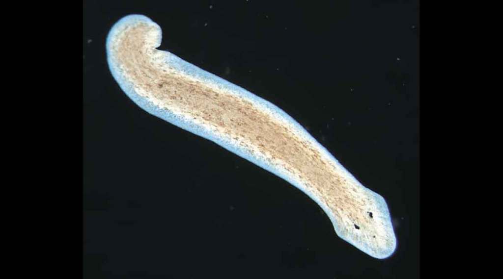 Planaria Planaria