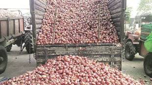 onion price