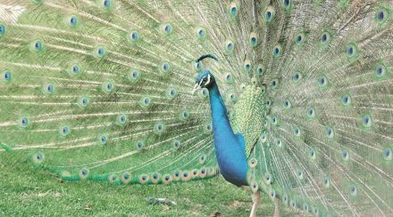 peacock