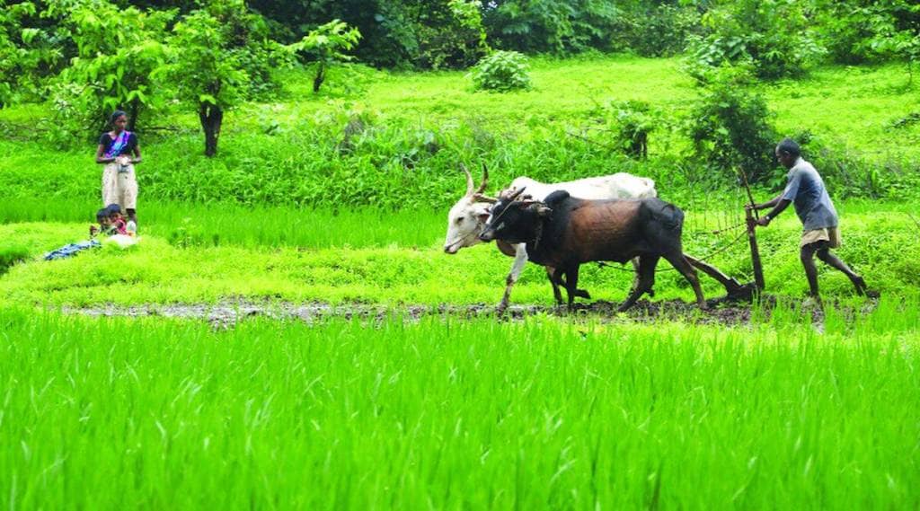 crop loan outstanding in maharashtra