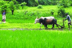 crop loan outstanding in maharashtra