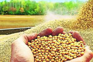 soybean