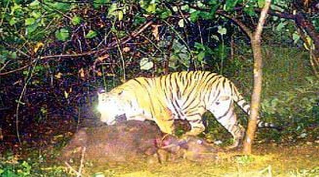 गडचिरोली : इकडे वाघ, तिकडे हत्ती; वनविभाग दुहेरी संकटात; नियंत्रणासाठी जिल्ह्यात प्रशिक्षित चमू दाखल