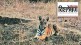 tiger reserves in maharashtra