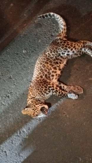 A seven-month-old female leopard was killed in a collision with an unknown vehicle