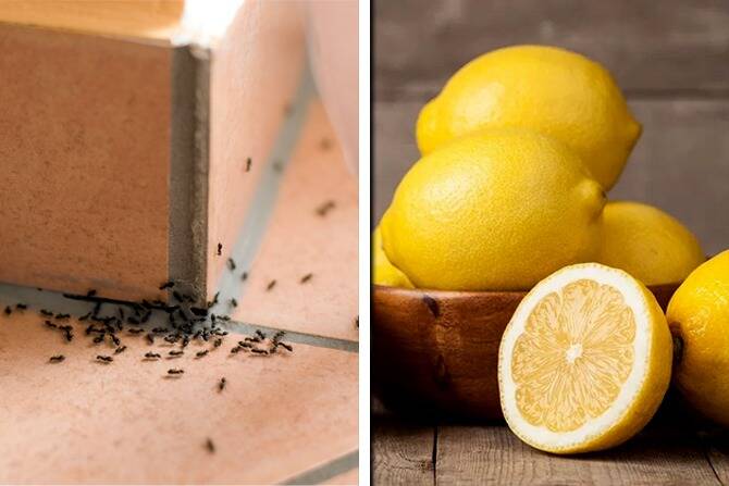 How to Use Lemon Peel