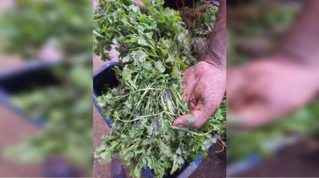 Coriander, fenugreek and spinach damaged due to rain