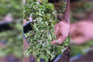 Coriander, fenugreek and spinach damaged due to rain