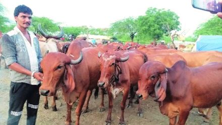 mpact of 'lumpy' disease is increasing 3 animals died, 38 infected nagpur