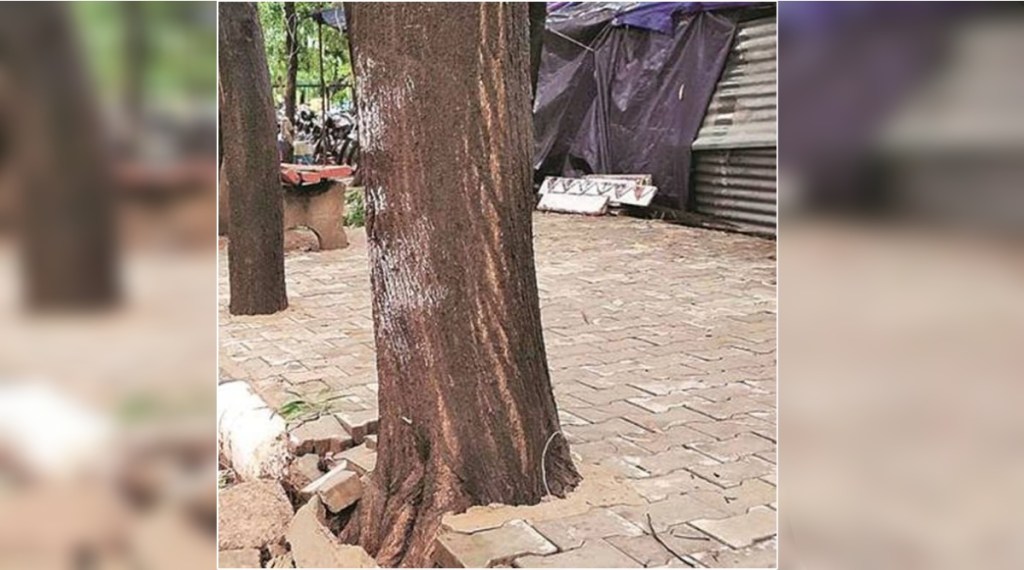 ncreased-incidence-of-falling-trees-due-to-concrete-road