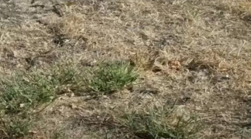 Optical Illusion: शेतात लपलाय भयानक साप; अवघ्या १५ सेकंदात शोधणारे ठरतील ‘सुपर स्मार्ट’