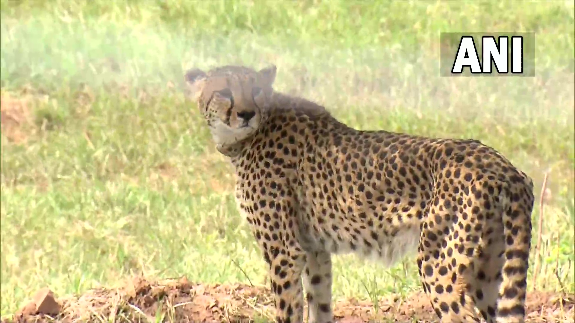 Cheetah Vs Leopard