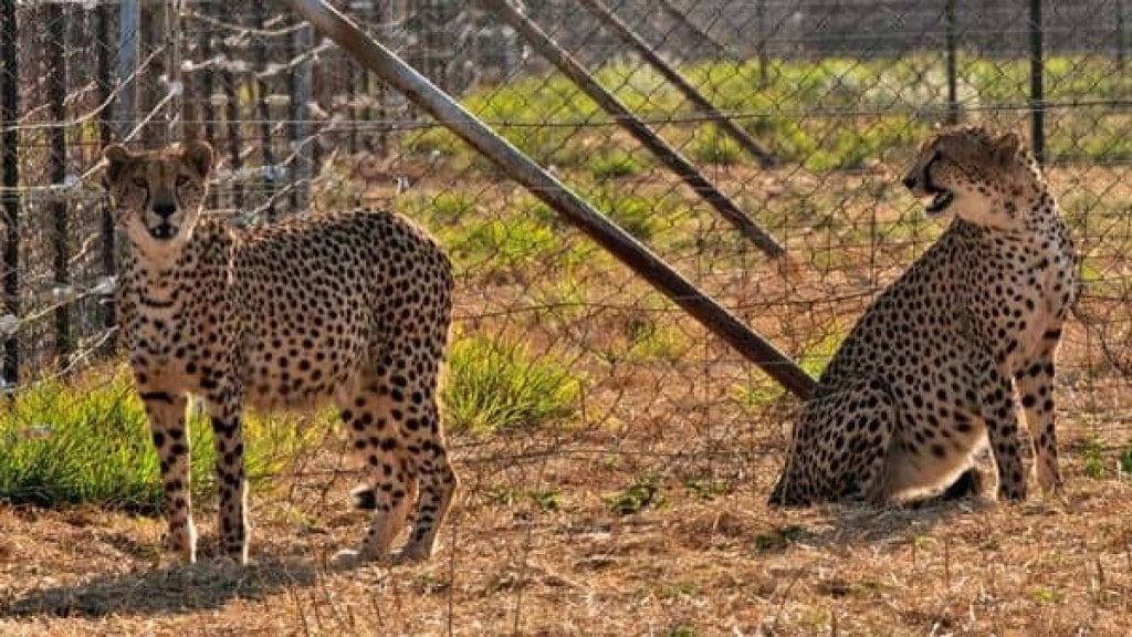 How were cheetahs from Namibia flown to India