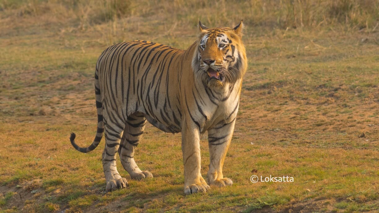 Dadhiyal Tiger Photos Information