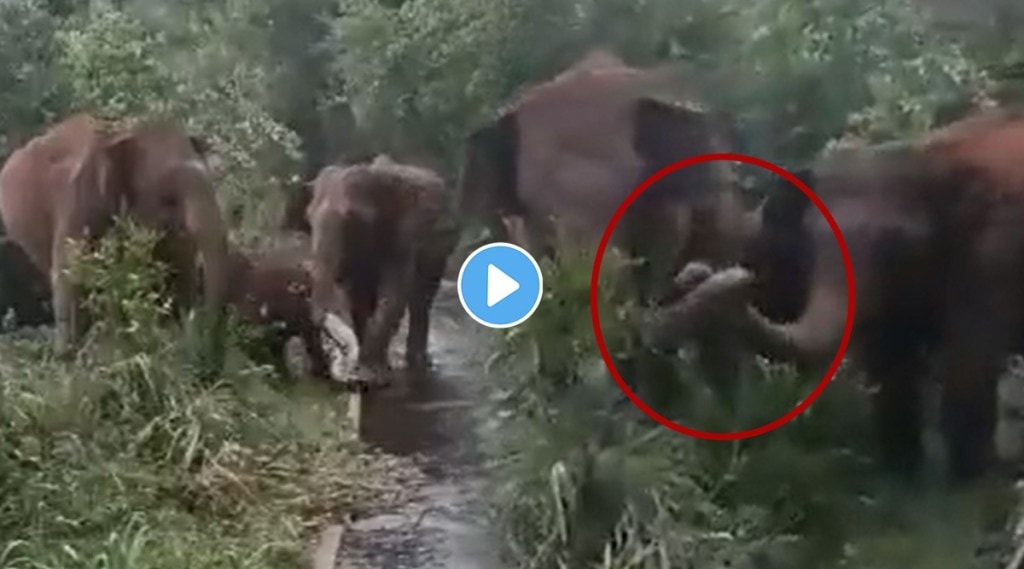 पिल्लाला वाचवण्यासाठी या हत्तींनी लढवली अनोखी शक्कल; Viral Video एकदा पाहाच