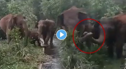 Elephant Calf Viral Video