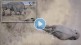 Elephant sleeping on road video