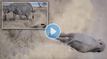 Elephant sleeping on road video