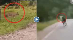 Animal Fight Viral Video