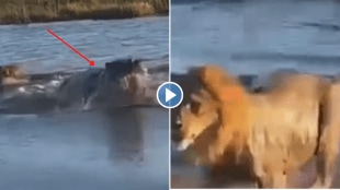Viral Video 4 Lions attack hippo