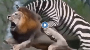 Animal Fight Zebra Attacks Lion