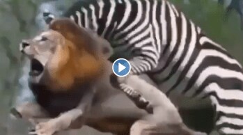 Video Will Zebra be the new king of the jungle viral Animal fight between  zebra and lion will shock you | Loksatta