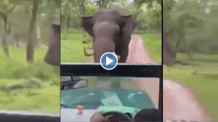 Viral Video Fast Running Elephant
