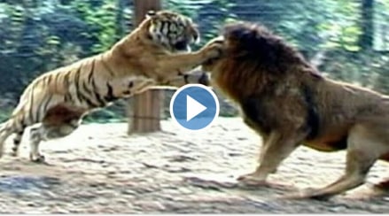 Lion Vs Tiger Fight Viral Video