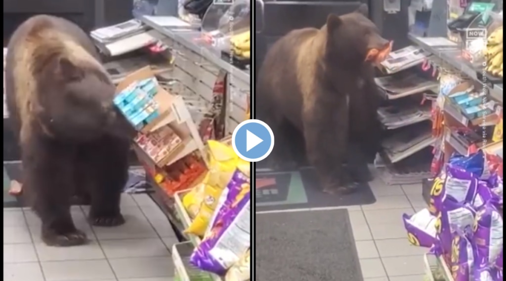 Viral Animal Video Hungry Bear Attack