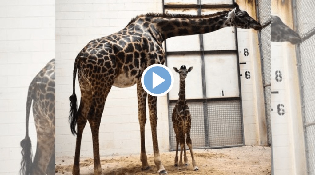 Viral Video Giraffe gives birth in front of tourists