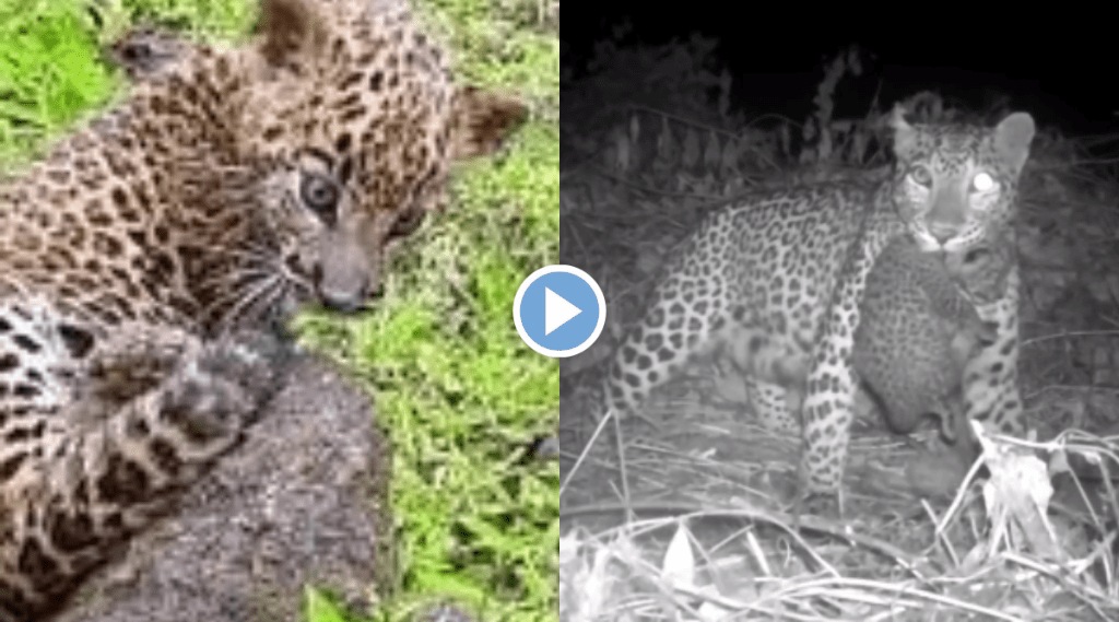 leopard cub meets his mother at Satara sajjangad Viral Video