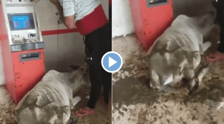 Viral Video Cow Poops in ATM