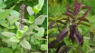 Tulsi